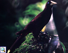 Krähenstirnvogel (Crested Oropendola, Psarocolius decumanus insularis)