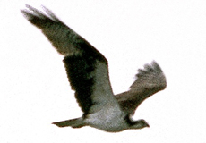 Fischadler (Osprey, Pandion haliaetus)