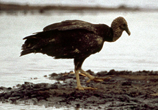 Rabengeier (American Black Vulture, Coragyps atratus)