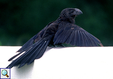 Glattschnabelani (Smooth-billed Ani, Crotophaga ani)