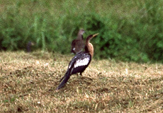 Amerikanischer Schlangenhalsvogel (American Darter, Anhinga anhinga)