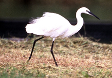 Schmuckreiher (Snowy Egret, Egretta thula)