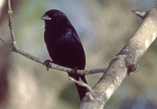 Männliche Jacarinitangare (Blue-black Grassquit, Volatinia jacarina)