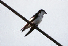 Cayenneschwalbe (White-winged Swallow, Tachycineta albiventer)