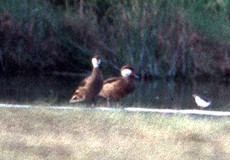 Bahamaente (Bahama Pintail, Anas bahamensis)