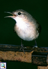 Hauszaunkönig (House Wren, Troglodytes aedon)