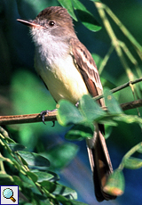 Braunschopftyrann oder Cayennetyrann (Brown-crested Flycatcher, Myiarchus tyrannulus)
