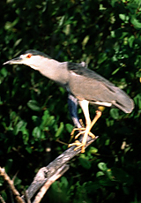 Nachtreiher (Black-crowned Night Heron, Nycticorax nycticorax)