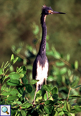 Dreifarbenreiher (Tricolored Heron, Egretta tricolor)