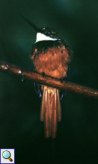 Männlicher Rotschwanz-Glanzvogel (Rufous-tailed Jacamar, Galbula ruficauda)