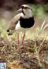 Bronzekiebitz (Southern Lapwing, Vanellus chilensis), Altvogel