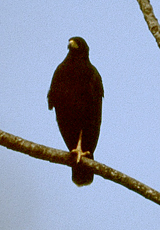 Krabbenbussard (Common Black Hawk, Buteogallus anthracinus)