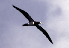 Weißbauchtölpel (Brown Booby, Sula leucogaster)