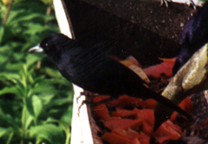 Männlicher Seidenkuhstärling (Shiny Cowbird, Molothrus bonariensis)