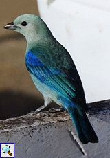Bischofstangare (Blue-grey Tanager, Tangara episcopus)