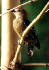 Männlicher Rotkappenspecht (Red-crowned Woodpecker, Melanerpes rubricapillus)