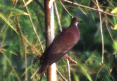 Rotrückentaube (Pale-vented Pigeon, Patagioenas cayennensis)