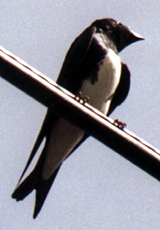 Dominikanerschwalbe (Caribbean Martin, Progne dominicensis)