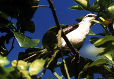 Tropenspottdrossel (Tropical Mockingbird, Mimus gilvus tobagensis)