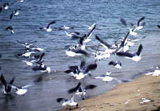 Aztekenmöwe (Laughing Gull, Leucophaeus atricilla)