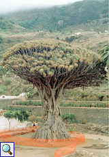 Der Drago milenario in Icod de los Vinos