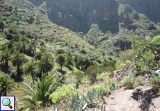 Kanarische Dattelpalmen (Phoenix canariensis) in Masca