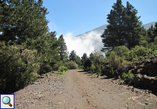 Waldweg bei Aguamansa