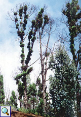 Bäume zwei Jahre nach dem schweren Waldbrand von 1995
