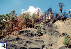 Folgen des Waldbrandes von 1995 im Teide-Nationalpark