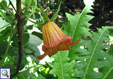 Kanaren-Glockenblume (Canarina canariensis)