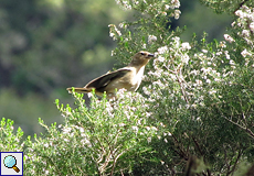 Weiblicher Buchfink (Fringilla coelebs canariensis)