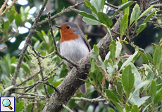 Rotkehlchen (Erithacus rubecula superbus)