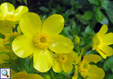 Kanaren-Hahnenfuß (Ranunculus cortusifolius)