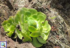 Aeonium canariense auf einem Fels