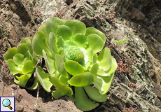 Aeonium canariense