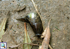 Plutonia lamarckii, eine besondere Schneckenart im Anaga-Gebirge