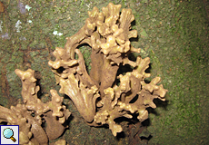 Der Pilz Laurobasidium lauri wächst nur auf Kanaren-Lorbeer (Laurus azorica)