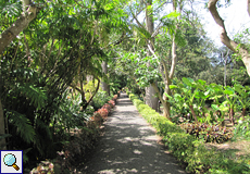 Teilweise schattiger Weg im Botanischen Garten in Puerto de la Cruz