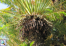 Weibliches Exemplar des Palmfarns Cycas circinalis