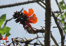 Leuchtend rote Blüte von Erythrina velutina im Botanischen Garten