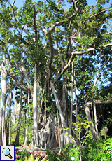 Großblättrige Feige (Ficus macrophylla columnaris) aus Australien