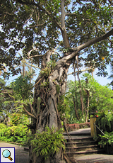 Großblättrige Feige (Ficus macrophylla columnaris) aus Australien