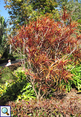 Manche Pflanzenarten fallen durch ihre attraktiven, roten Blätter auf - wie zum Beispiel Codiaeum variegatum