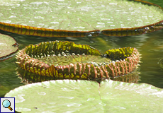 Große Seerosenblätter schwimmen auf dem zentralen Wasserbecken