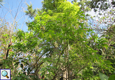 Engelstrompete (Brugmansia mollis)