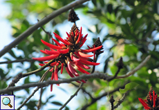 Mexikanischer Korallenbaum (Erythrina americana)