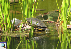 Eine Wasserschildkröte sonnt sich am oberen Wasserbecken des Botanischen Gartens