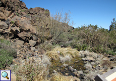 Kleine Wasserstelle am Besucherzentrum von El Portillo