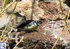 Afrikanische Blaumeise (Cyanistes ultramarinus teneriffae)