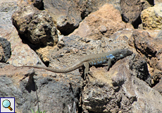 Männliche Kanareneidechse (Galliotia galloti galloti)